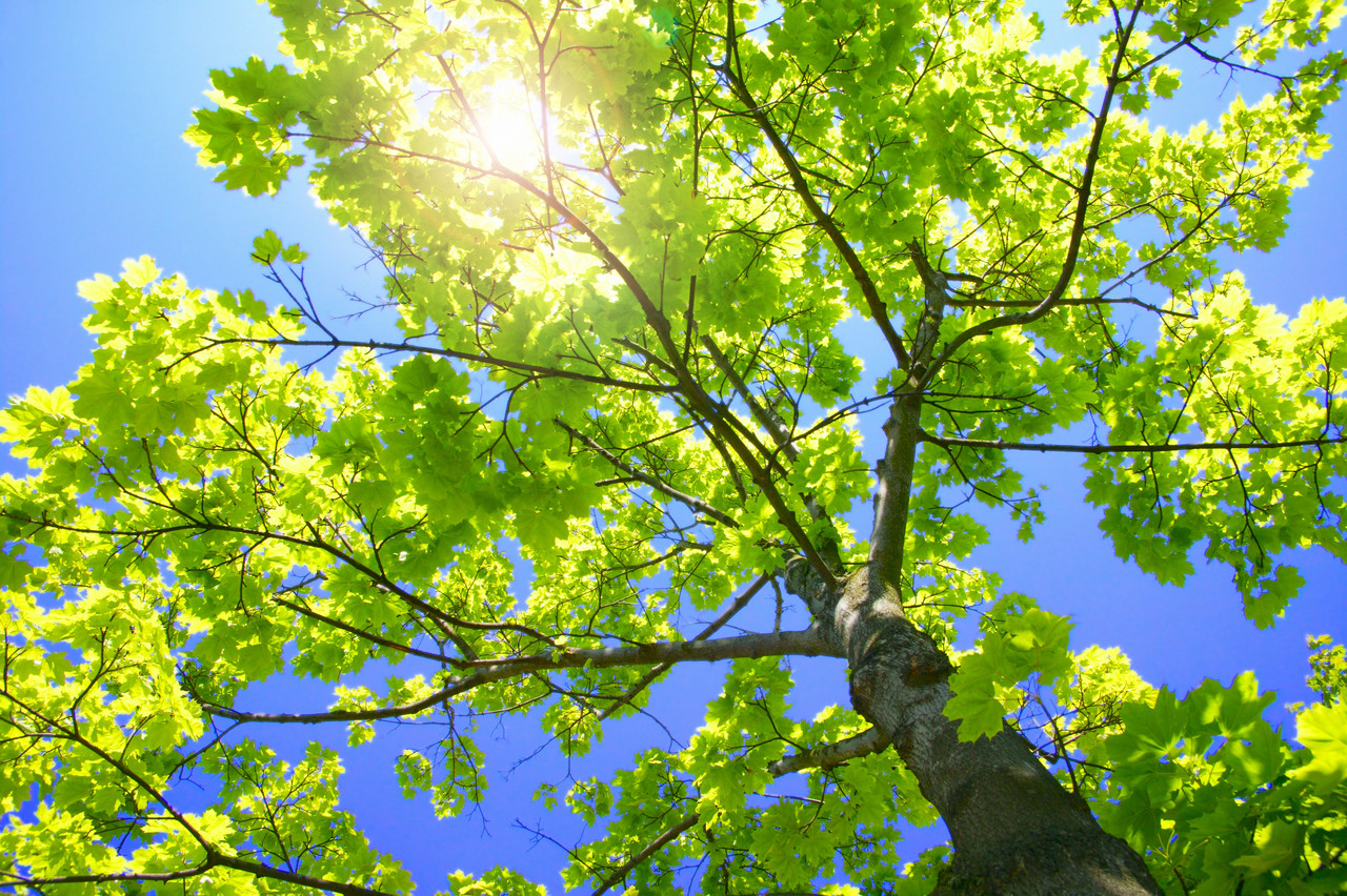 arbre grand